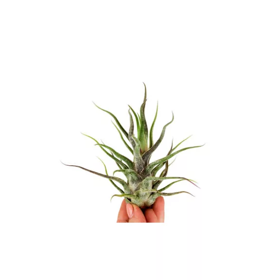 Tillandsia pruinosa Tillandsia pruinosa