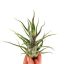 Tillandsia pruinosa