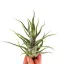 Tillandsia pruinosa