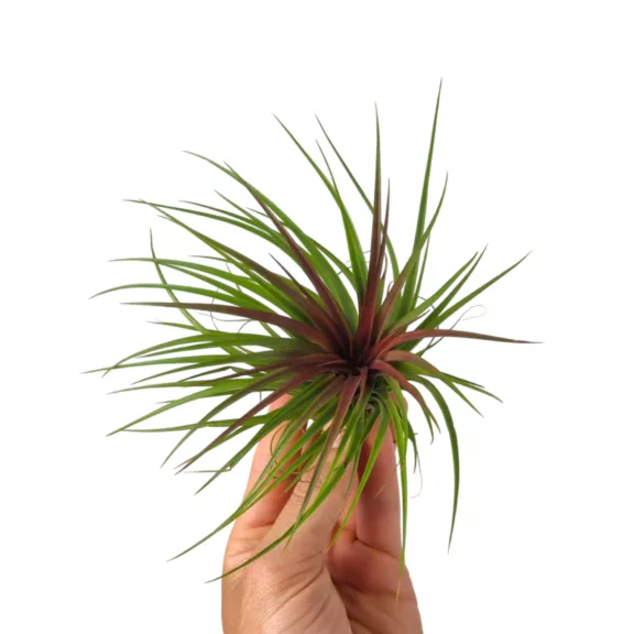 Tillandsia Rainforest Red Tillandsia Rainforest Red