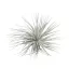 Tillandsia Silver Kop 20 cm