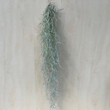Tillandsia usneoides