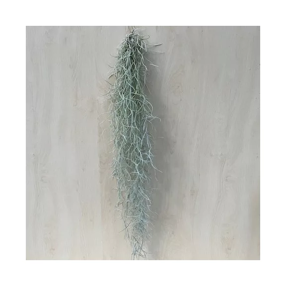 Tillandsia usneoides Tillandsia usneoides