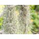 Tillandsia usneoides