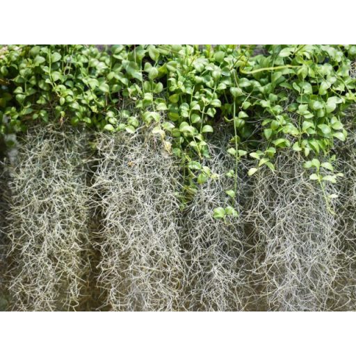 Tillandsia usneoides