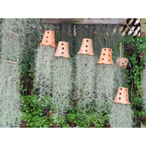 Tillandsia usneoides