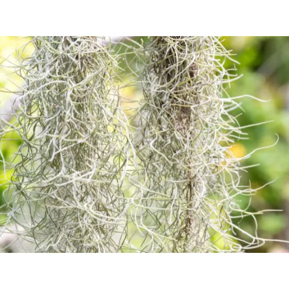 Tillandsia usneoides Tillandsia usneoides