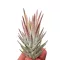 Tillandsia vanhyningii 