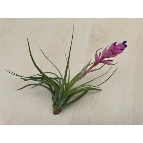 Tillandsia 