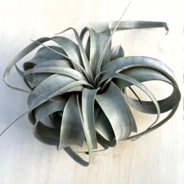 Tillandsia Xerographica