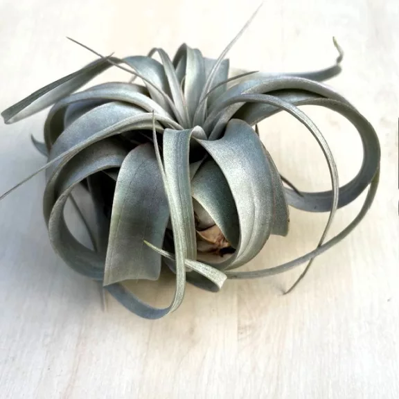 Tillandsia Xerographica