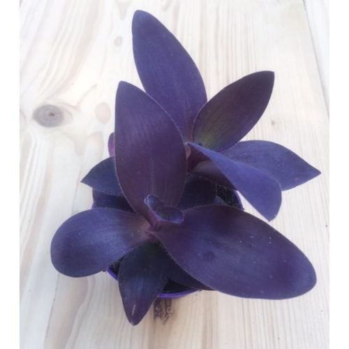 Tradescantia 'purple heart'