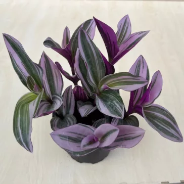 Tradescantia albiflora 'Nanouk‘