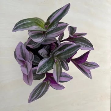Tradescantia albiflora 'Nanouk‘