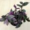 Tradescantia albiflora 'Nanouk‘