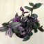 Tradescantia albiflora 'Nanouk‘
