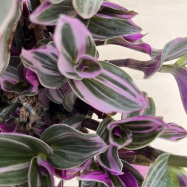 Tradescantia albiflora 'Nanouk‘