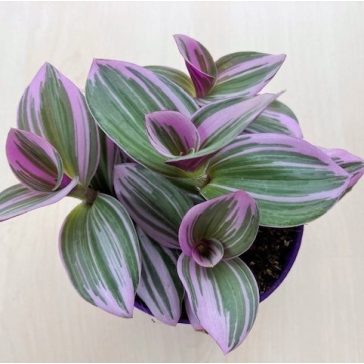 Tradescantia albiflora 'Nanouk'