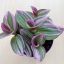 Tradescantia albiflora 'Nanouk'