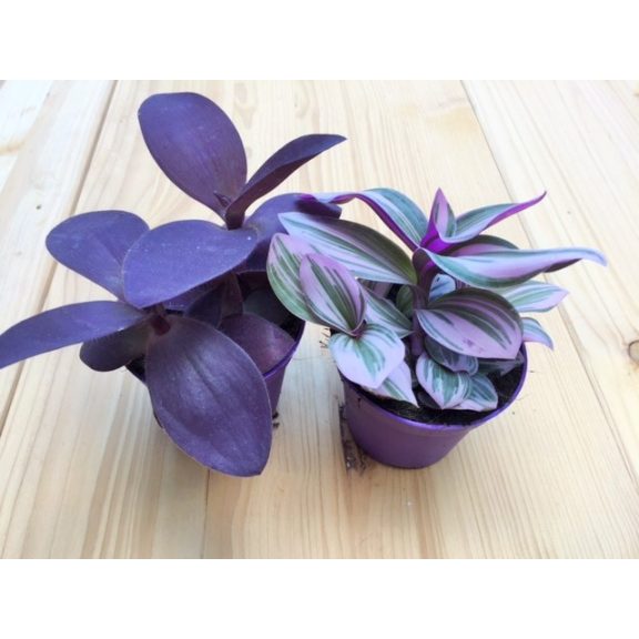 Tradescantia albiflora 'Nanouk'