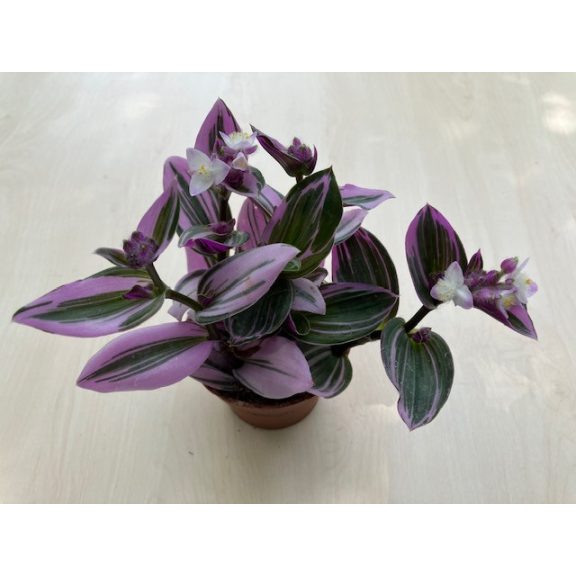 Tradescantia albiflora 'Nanouk'