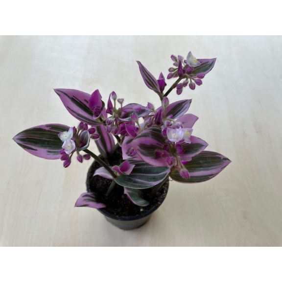Tradescantia albiflora 'Nanouk'