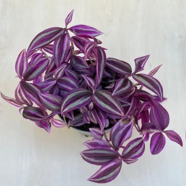 Tradescantia 'Pink Paradise'