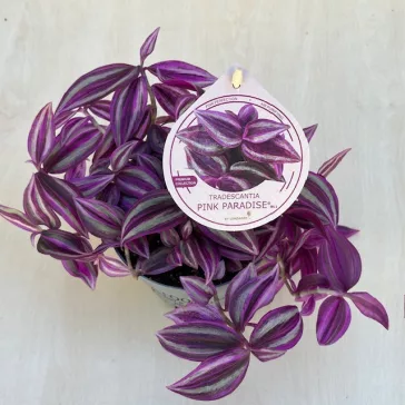 Tradescantia 'Pink Paradise'