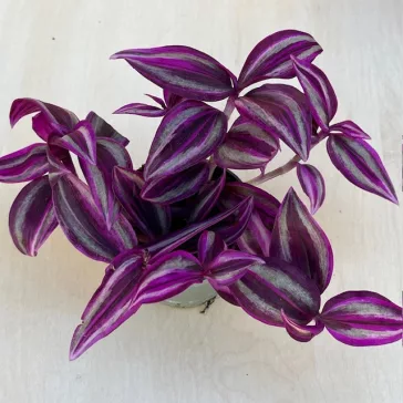 Tradescantia 'Pink Paradise'