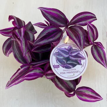 Tradescantia 'Pink Paradise'
