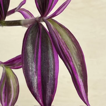 Tradescantia 'Pink Paradise'