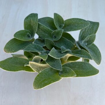 Tradescantia sillamontana