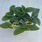 Tradescantia sillamontana
