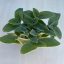 Tradescantia sillamontana