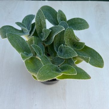 Tradescantia sillamontana