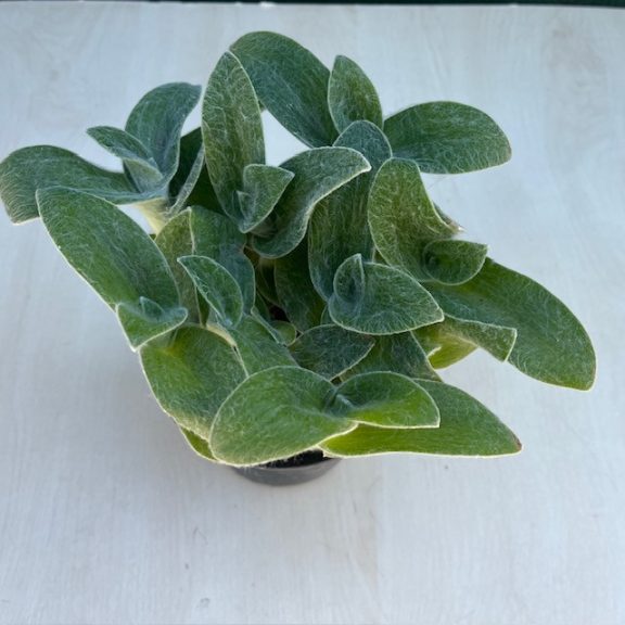 Tradescantia sillamontana
