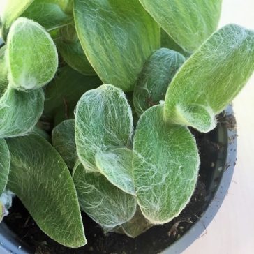 Tradescantia sillamontana