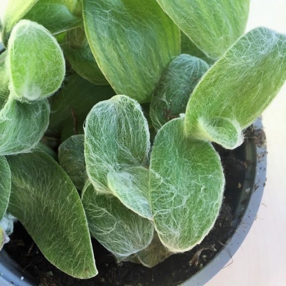 Tradescantia sillamontana