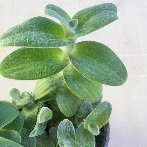Tradescantia sillamontana