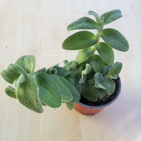 Tradescantia sillamontana
