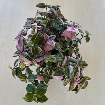 Tradescantia Tricolor