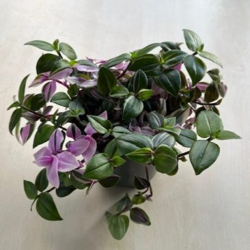 Tradescantia Tricolor