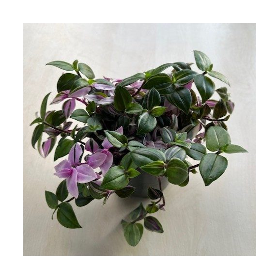 Tradescantia Tricolor