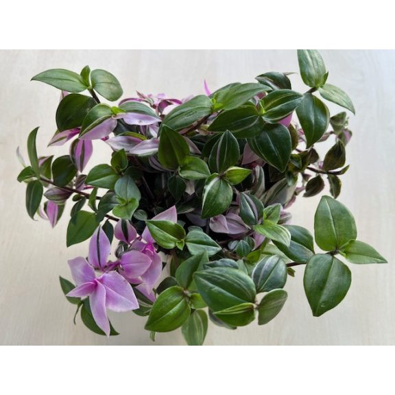 Tradescantia Tricolor