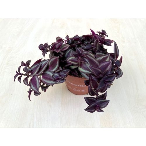 Tradescantia Zebrina