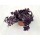 Tradescantia Zebrina