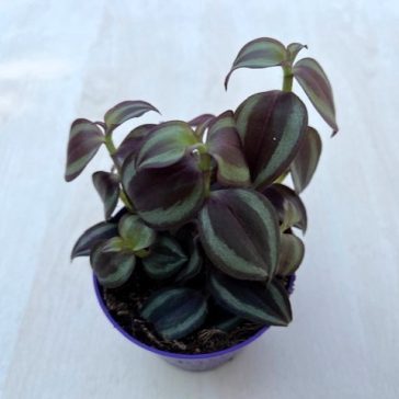 Tradescantia Zebrina