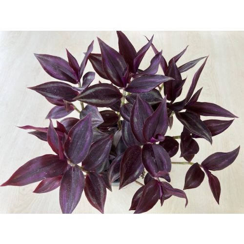 Tradescantia Zebrina 