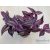 Tradescantia Zebrina 'Purpusii'