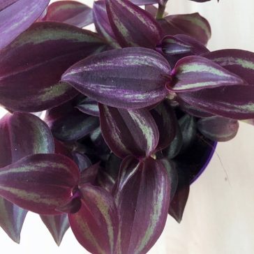 Tradescantia zebrina purpusii